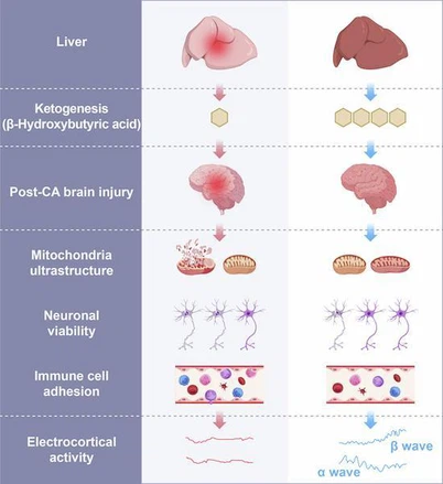 The impact of the liver on the brain The impact of the liver on the brain