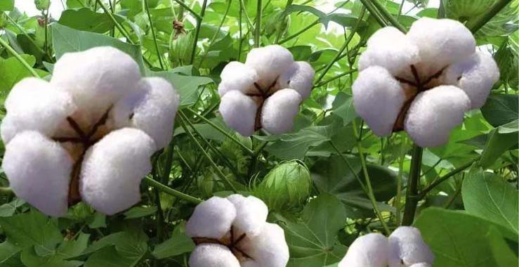 Ethephon can promote kapok production. Ethephon can promote kapok production.